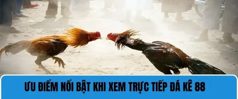 Trực Tiếp Đá Gà 88 - Trải Nghiệm Chất Lượng Cá Cược Đỉnh Cao 7 Ưu điểm nổi bật khi xem trực tiếp đá gà 88